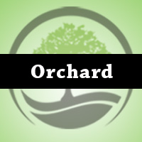 Orchard Church